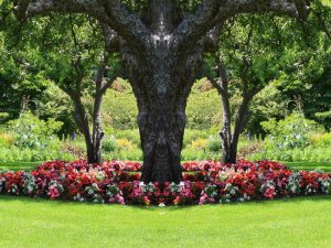 florida annual flowers