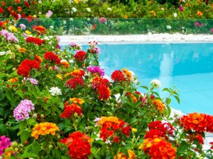 pool landscaping ideas
