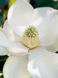 magnolia