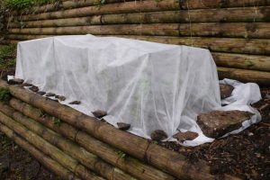 how to protect your plants from frost